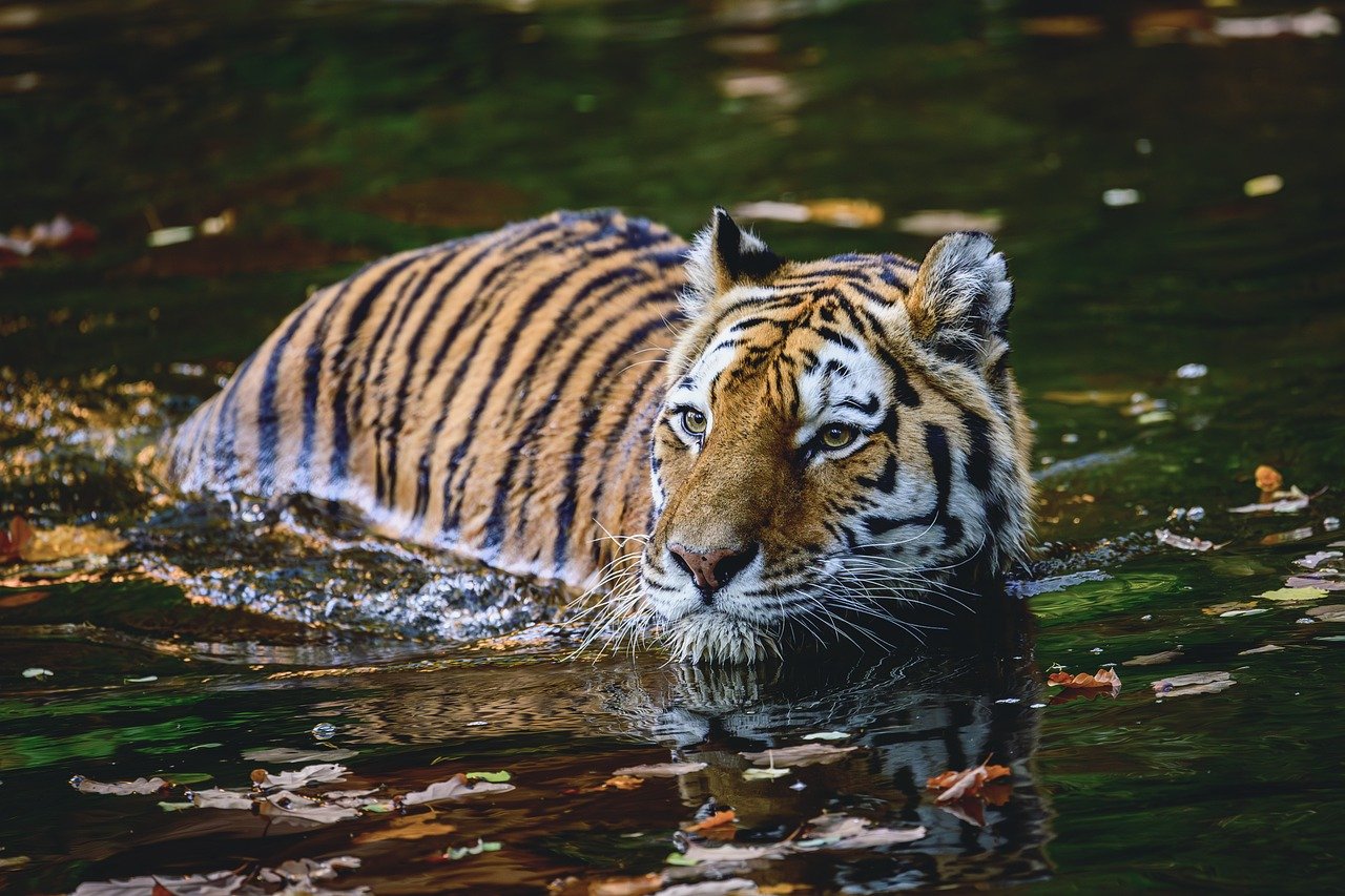 Corbett National Park Tour: A Wildlife Lover Paradise