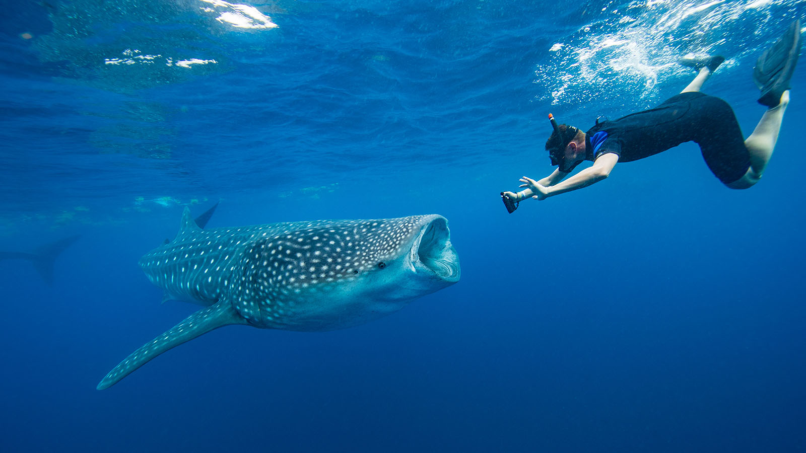 Top Destinations for Swimming with Whale Sharks