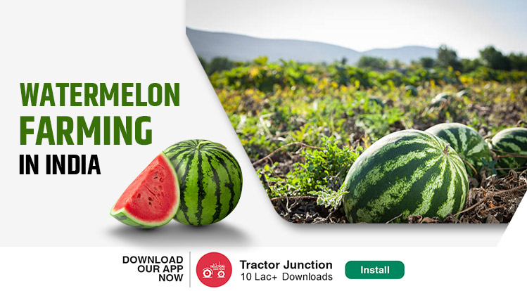 A Complete Guide to Organic Watermelon Farming in India