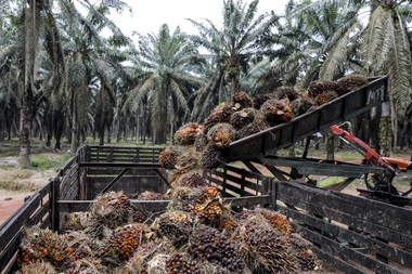 Unlocking Indonesia’s Palm Oil Export Potential: A Comprehensive Guide